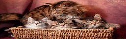 Maine Coon cats for sale: Maine Coon pedigree kittens  - Advert 2