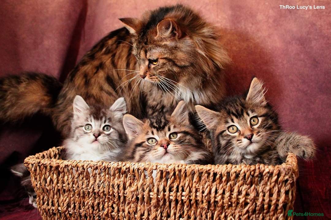 Maine Coon cats for sale: Maine Coon pedigree kittens  - Advert 2