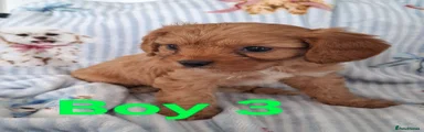 Cavapoo 3