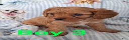 Cavapoo dogs for sale: Cavapoo flb  - Advert 8