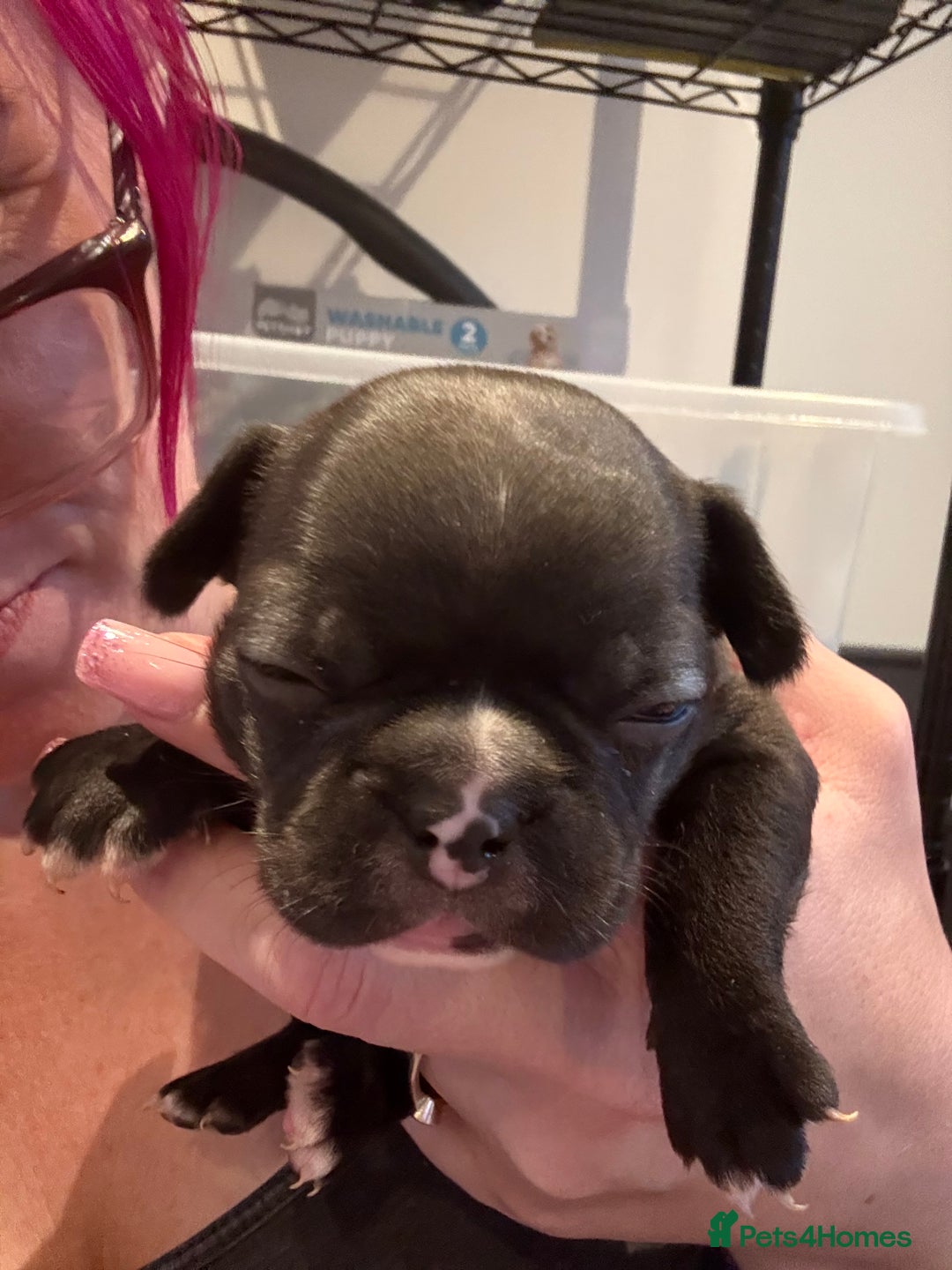 Mixed Breed dogs for sale: Frenchtons - Boston Terrier x Frenchie - Image 28