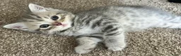 Scottish Fold cats for sale: PUREBRED Scottish fold kittens  - Advert 23