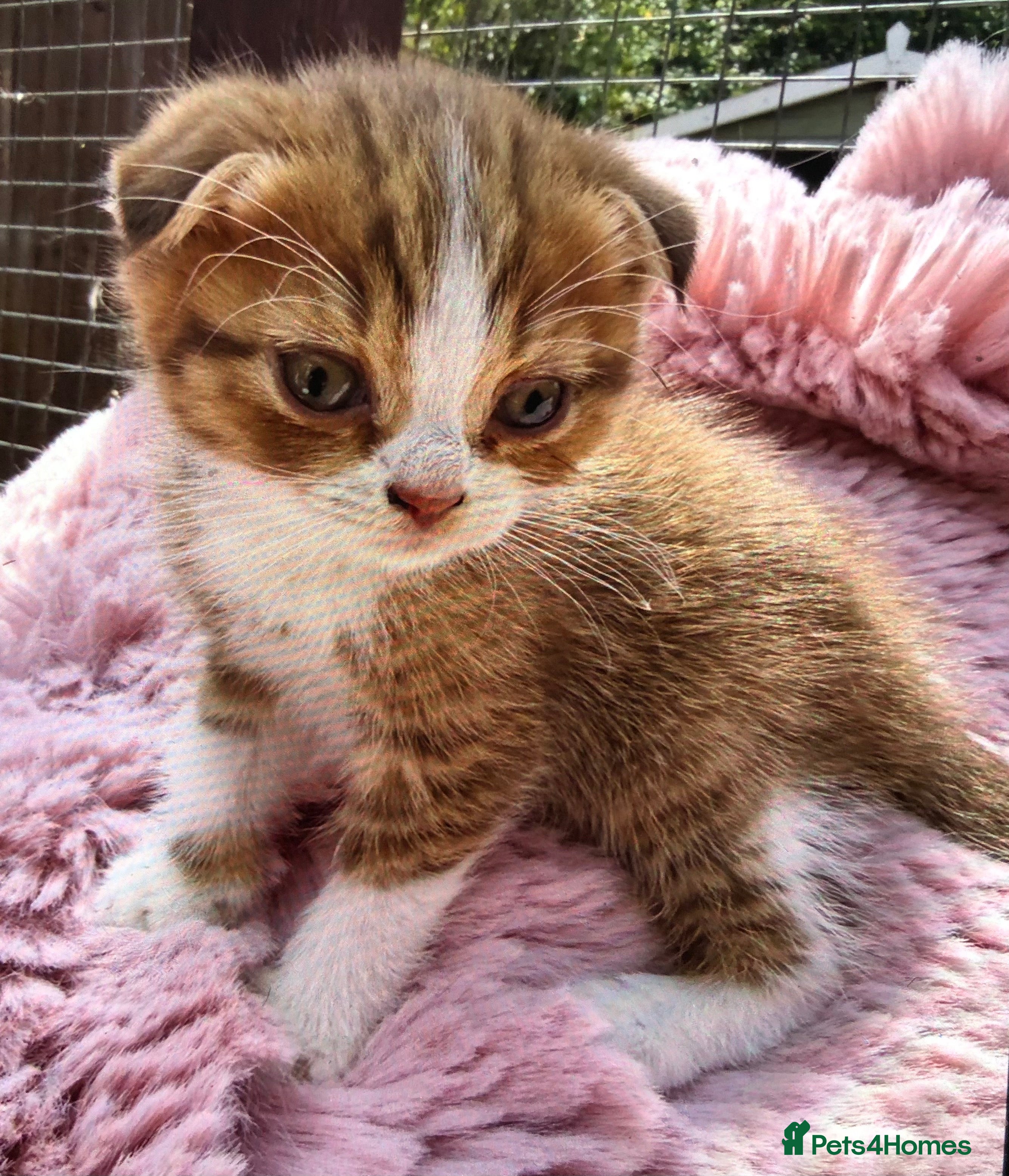 Scottish Fold cats Stunning Scottish fold & Selkirk Rex kitten  - Advert 1