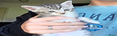 British Shorthair 5
