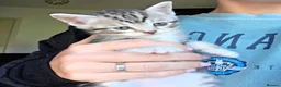 British Shorthair cats for sale: British Shorthaired Cross Kittens  - Advert 5