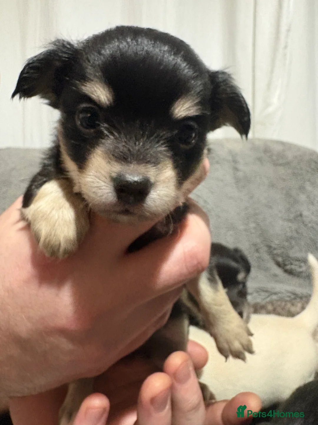 Chihuahua dogs for sale: Chihuahua puppies for sale  - Advert 6