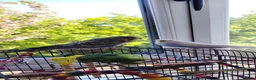 Budgerigars birds for sale: Pair of Budgies with Cage, food, vits etc. in Colchester - Advert 5