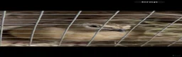 Quail poultry for sale: 2 Coturnix quail (white male & female pair)  in Heywood - Advert 2