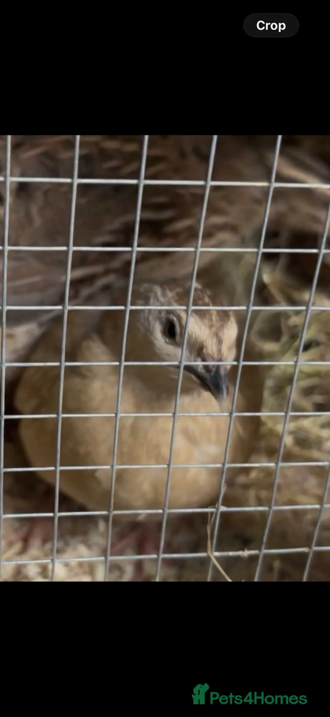Quail poultry for sale: 2 Coturnix quail (white male & female pair)  in Heywood - Advert 2