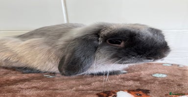 Mini Lop rabbits - Advert 9