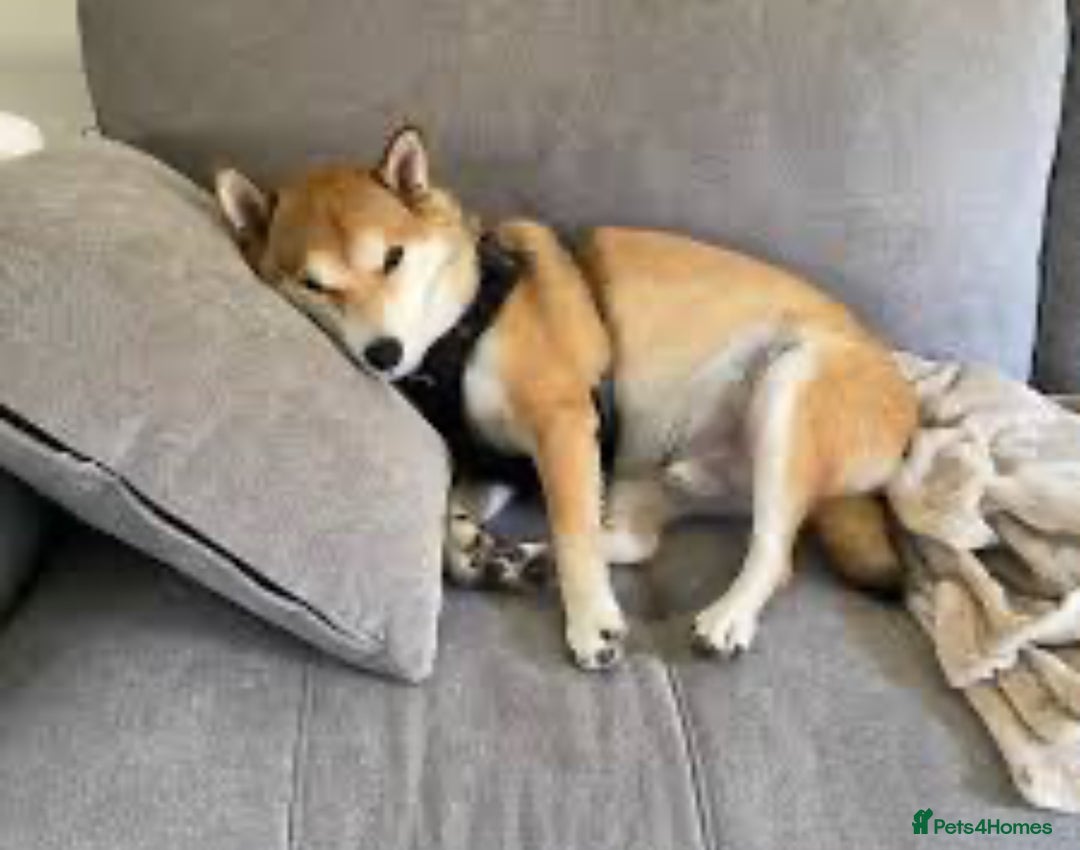 Japanese Shiba Inu dogs for sale: Female Shiba Inu Puppy  - Image 4