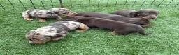 Miniature Dachshund dogs for sale: Ready now Kc-registered PRA-clear mini dachshund  - Advert 12