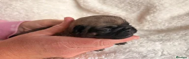 Pug 5
