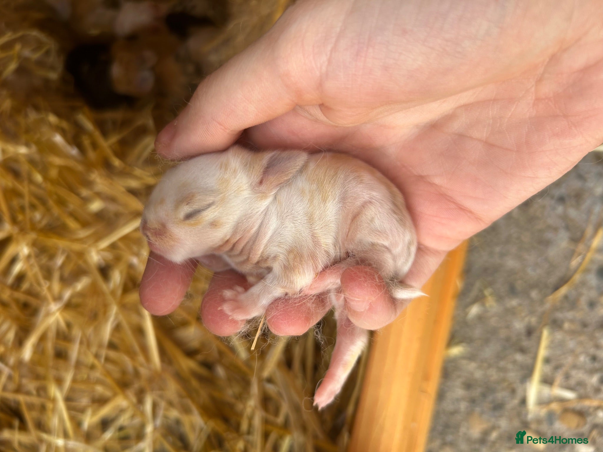 Mixed Breed rabbits Netherland dwarf babies  - Advert 8