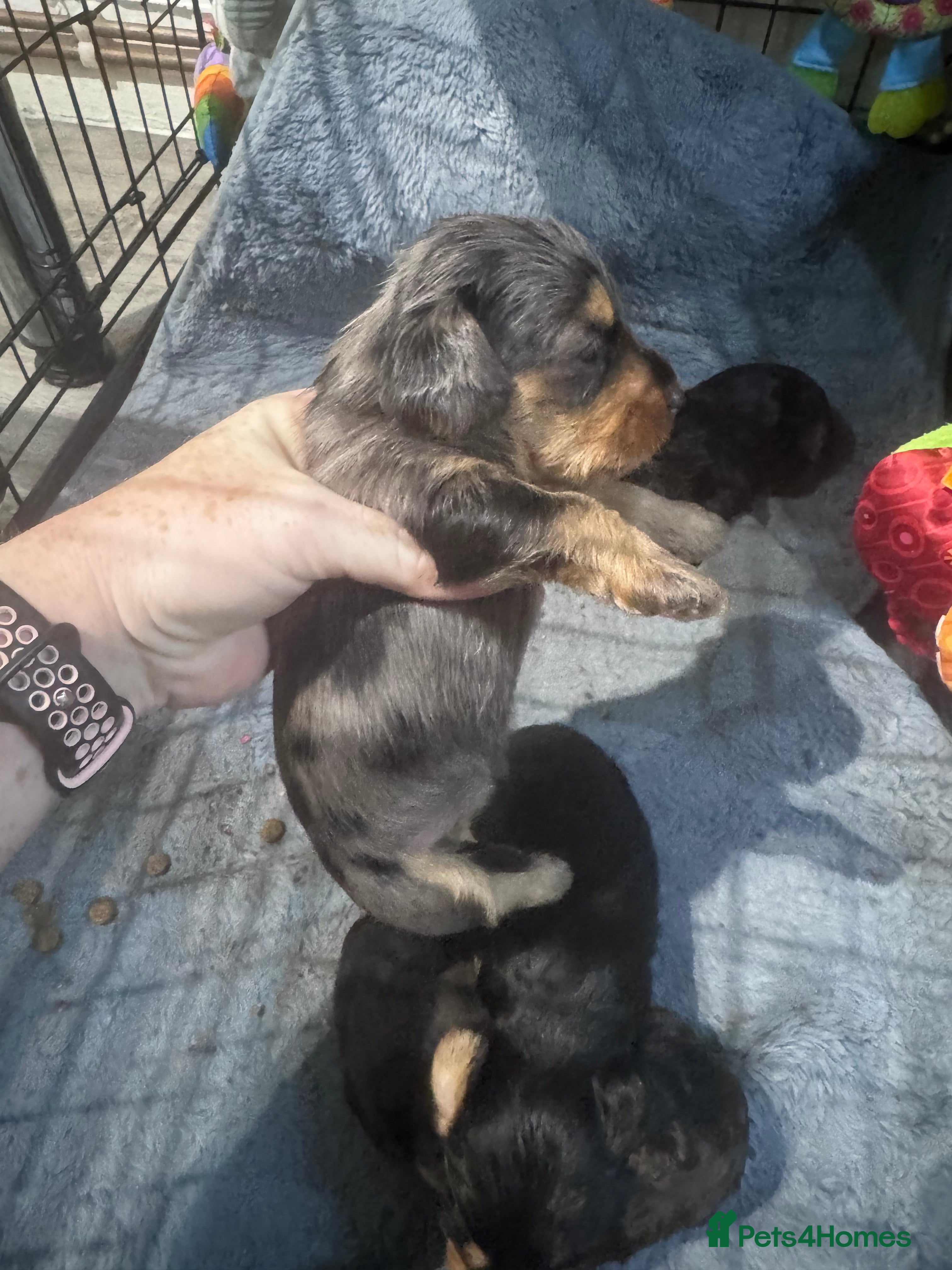 Doxiepoo dogs Beautiful doxipoo baby’s  - Advert 2