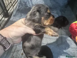 Doxiepoo dogs Beautiful doxipoo baby’s - Advert 1