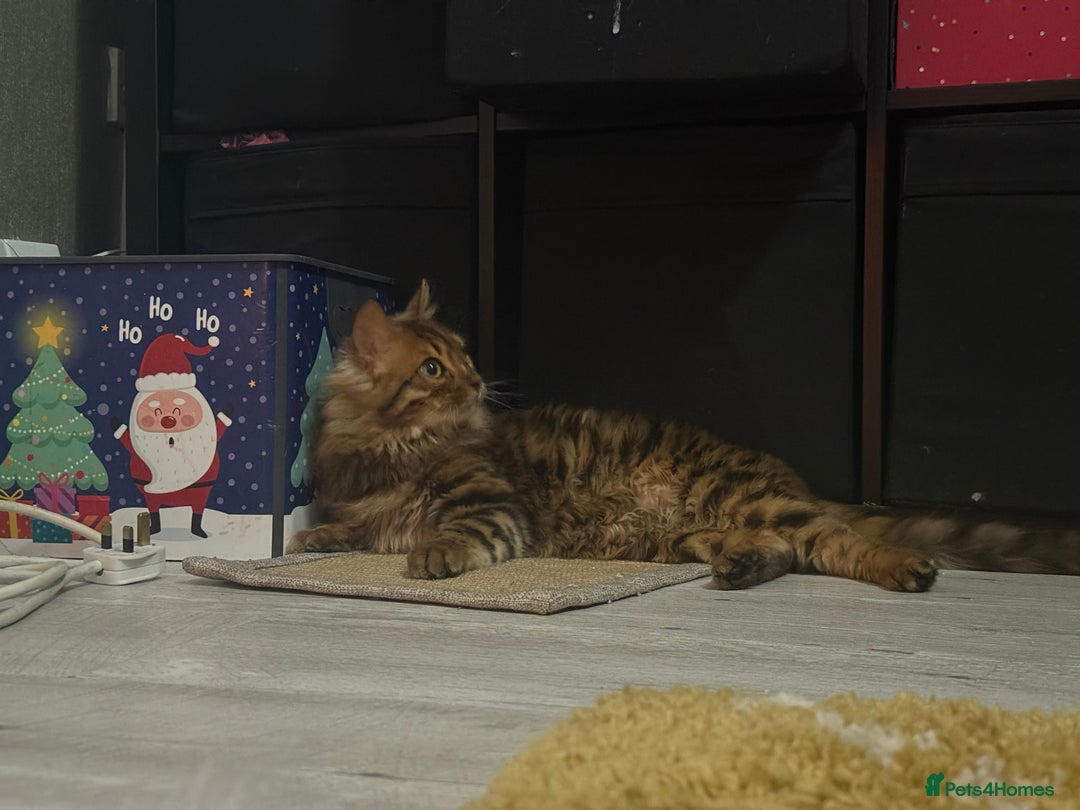 Bengal cats for sale: Cashmere Bengal girl  - Advert 3