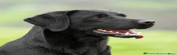Labrador Retriever dogs for sale: 1 black male labrador puppy - Advert 9