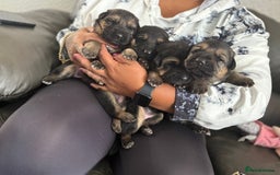 German Shepherd dogs for sale: German Shepard puppies  - Image 5