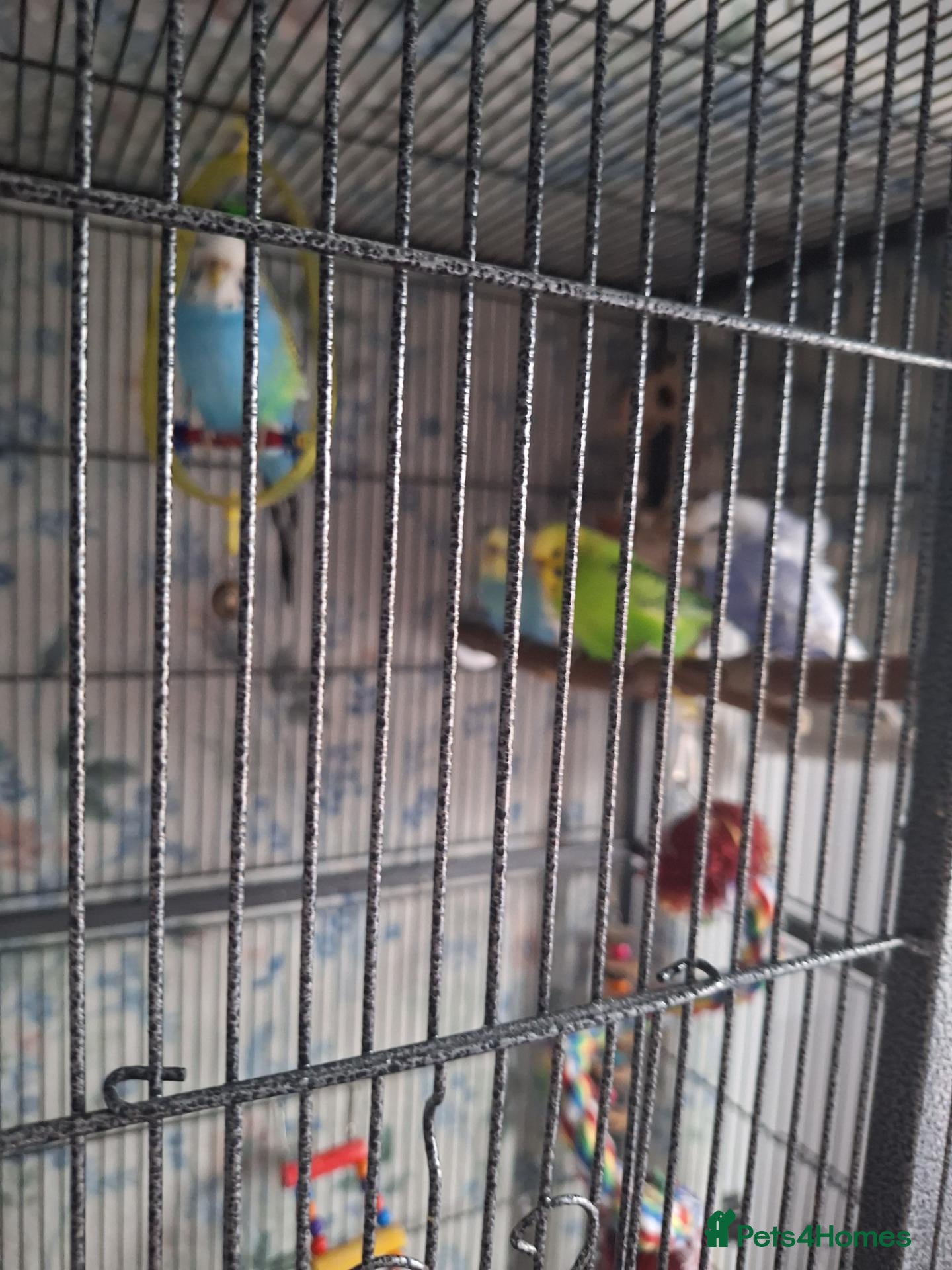 Budgerigars birds Budgies - Advert 1
