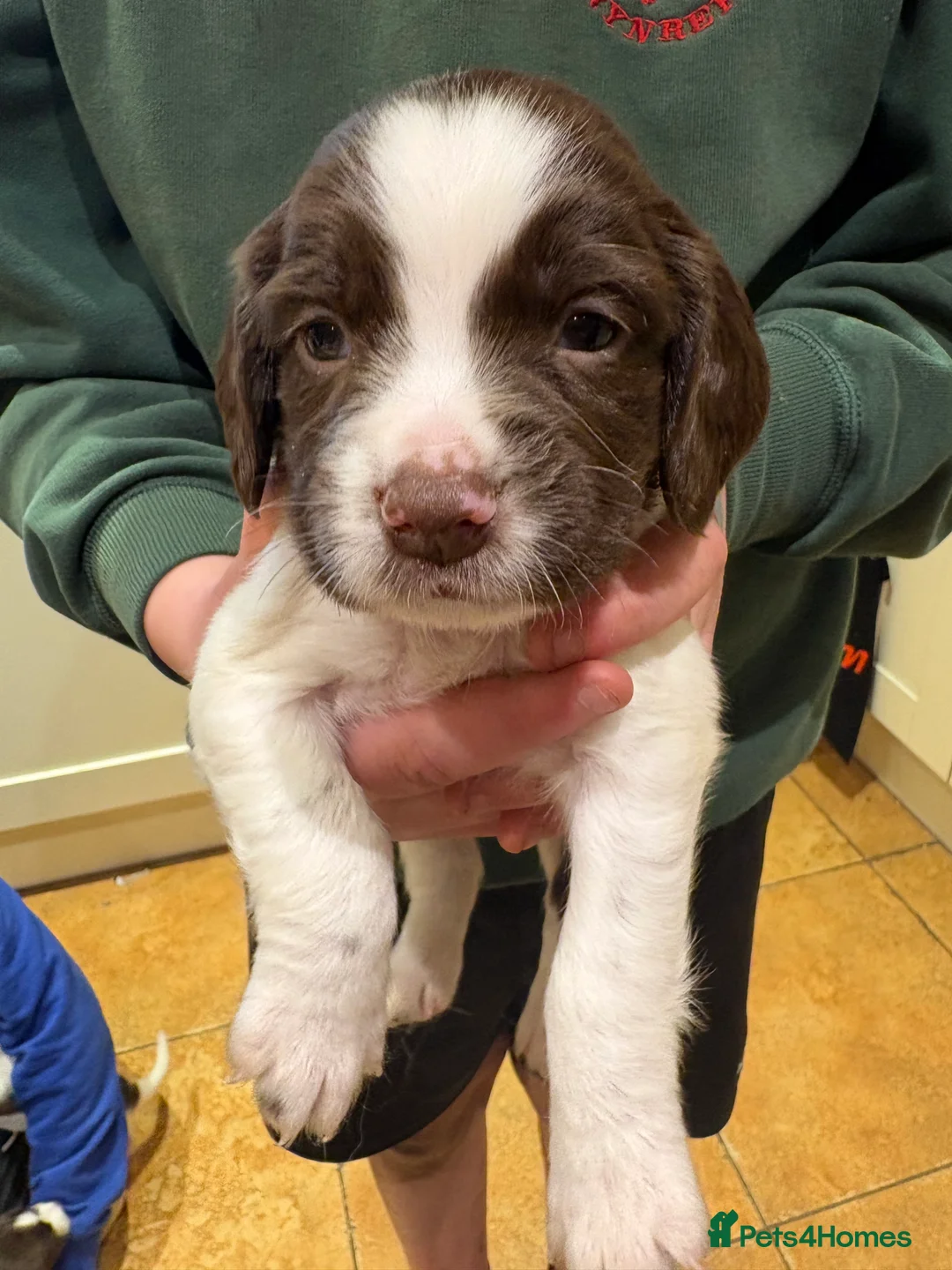 English Springer Spaniel dogs for sale: Springer Spaniels, liver and white, North Wales. - Advert 13