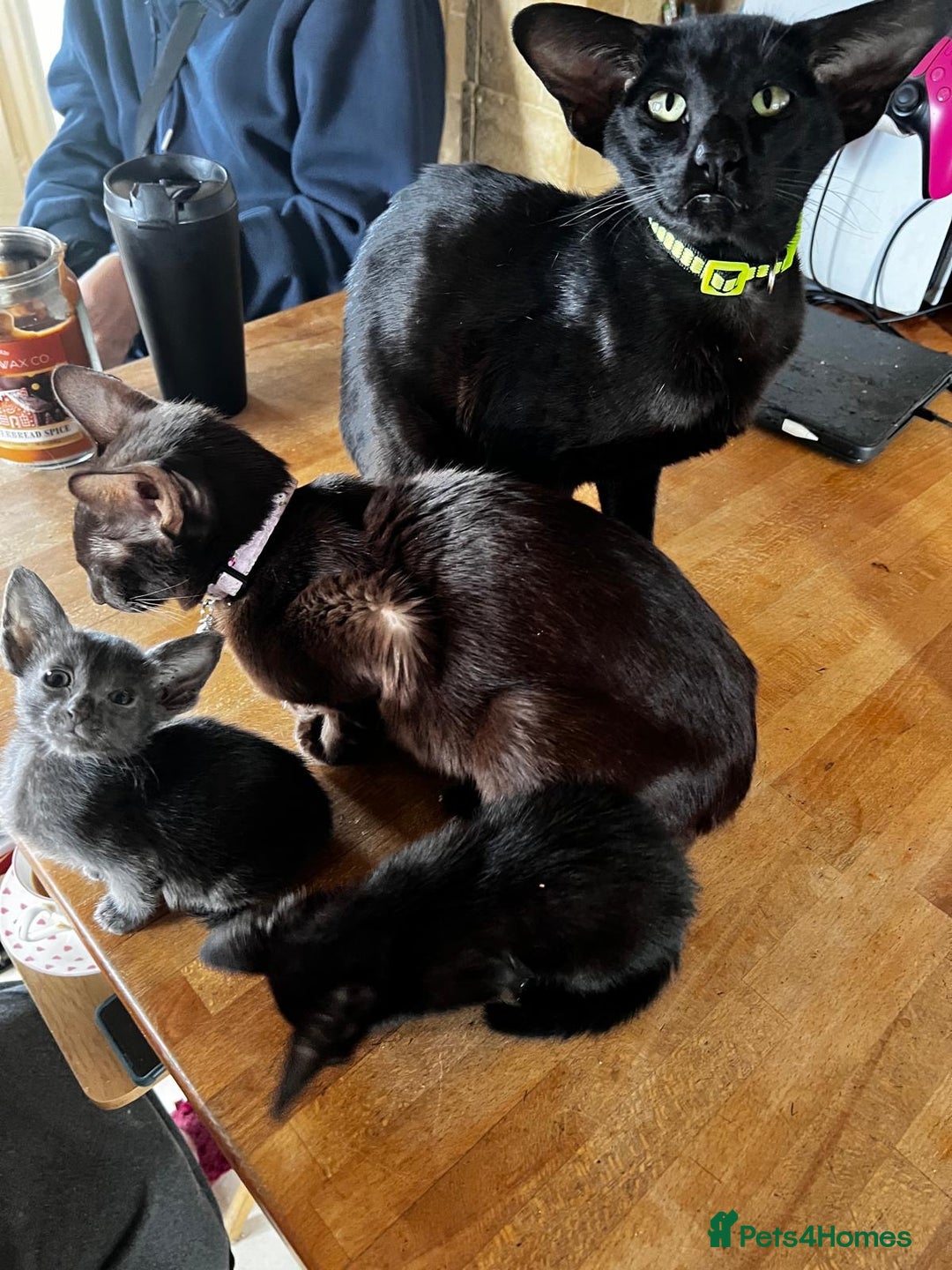 Oriental cats for sale: Oriental kittens  - Image 4