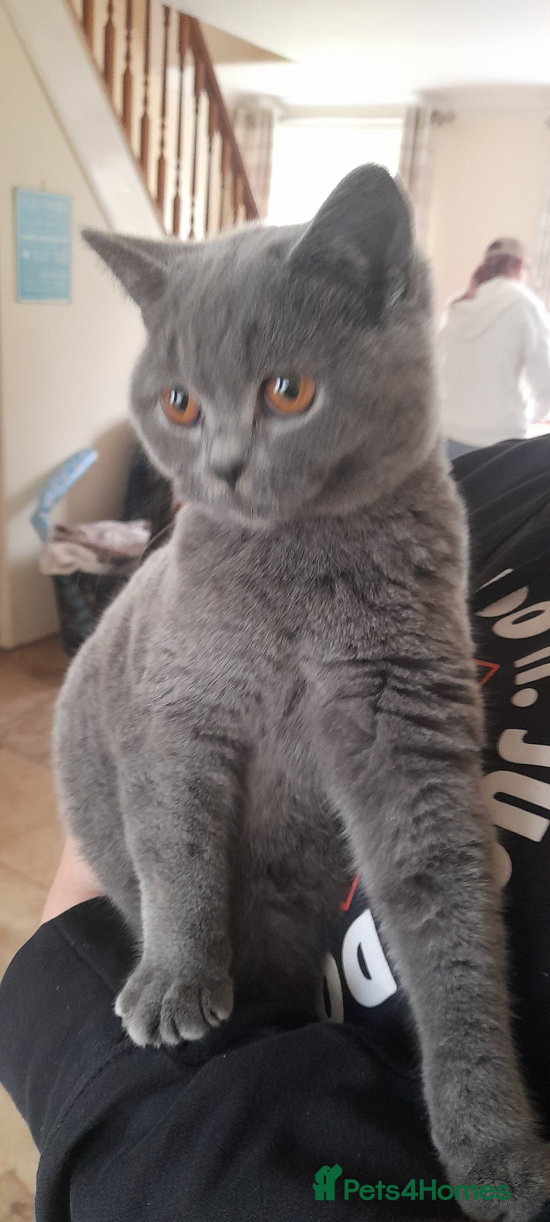 British Shorthair cats for sale: BEAUTIFUL PEDIGREE BRITISH SHORT-HAIRED KITTENS  - Advert 9