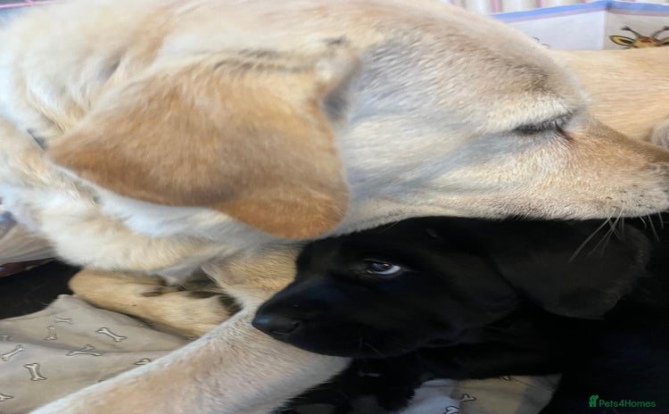 Labrador Retriever dogs - Advert 3