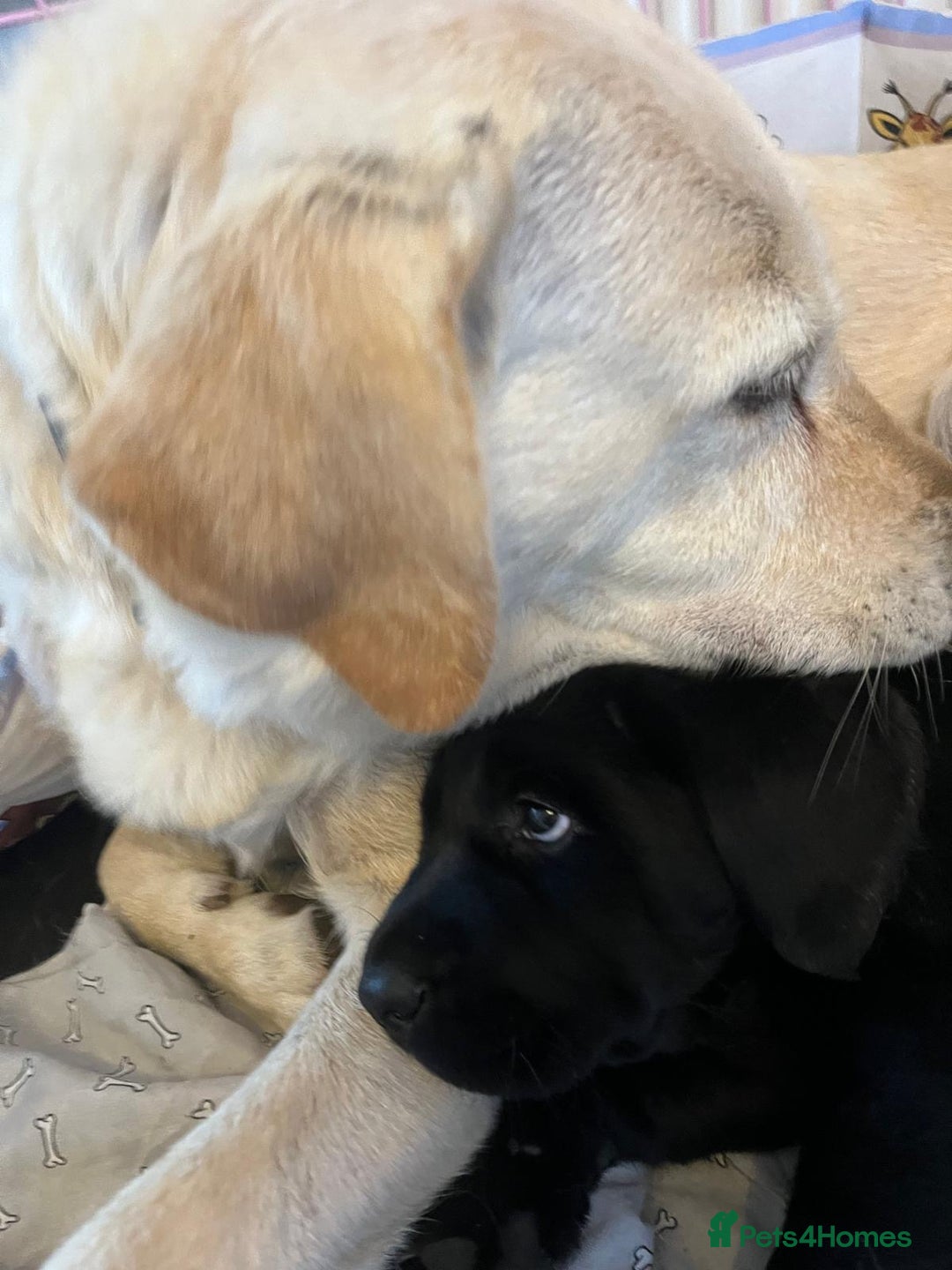 Labrador Retriever dogs for sale: Adorable, black Labrador puppy! - Image 1