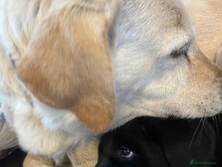 Labrador Retriever dogs - Advert 5