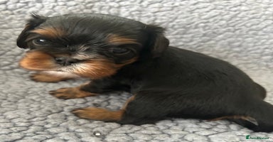 Cavalier King Charles Spaniel dogs Health Tested, beautiful KC Cavalier Puppies.  - Advert 2