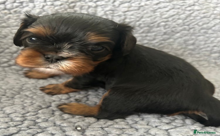 Cavalier King Charles Spaniel dogs Health Tested, beautiful KC Cavalier Puppies.  - Advert 9