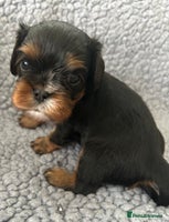 Cavalier King Charles Spaniel dogs Health Tested, beautiful KC Cavalier Puppies. - Advert 2