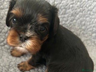 Cavalier King Charles Spaniel dogs Health Tested, beautiful KC Cavalier Puppies. - Advert 9
