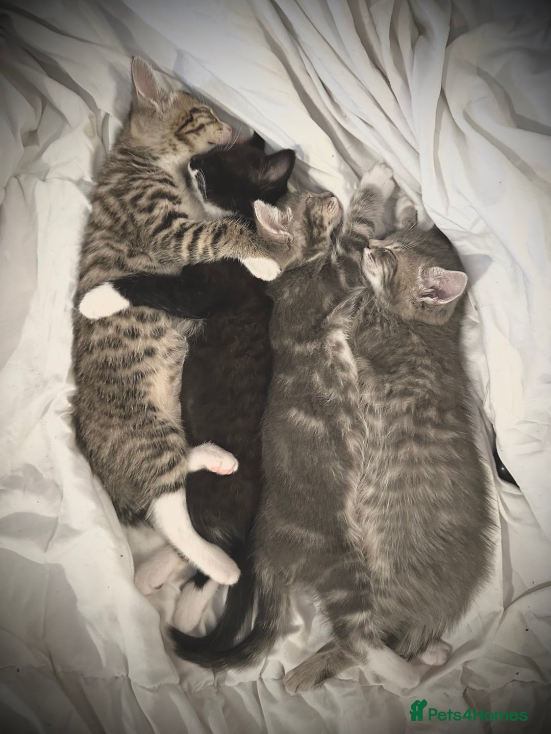Mixed Breed cats for sale: Little ones are looking for home - Image 5