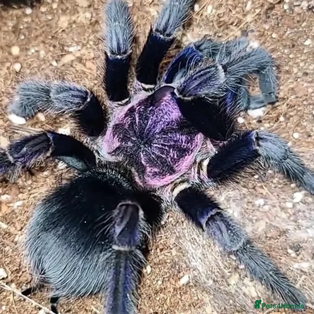 Tarantulas invertebrates for sale: Dominican Purple Tarantula Juvenile  - Advert 1