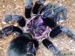 Tarantulas invertebrates Dominican Purple Tarantula Juvenile - Advert 1
