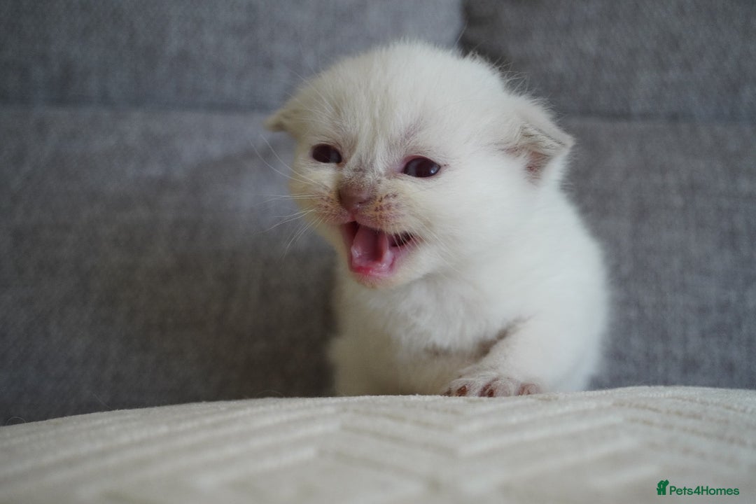 Scottish Fold cats for sale: Scottish Fold kittens  - Image 4