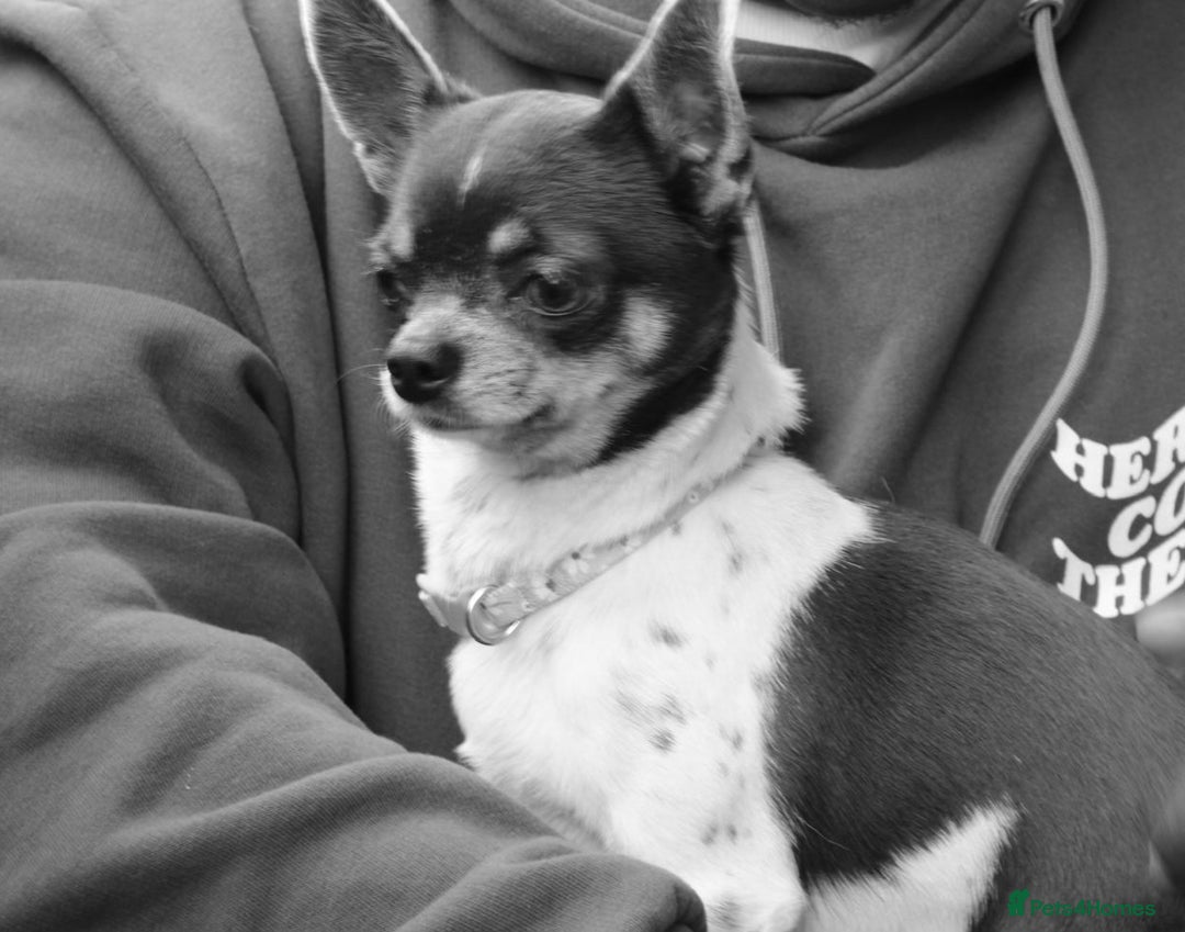 Chihuahua dogs for sale: Chiuhuha - Advert 2