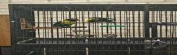 Lovebirds birds for sale: Breeding pair of lovebirds with DNA in Bury Saint Edmunds - Advert 4