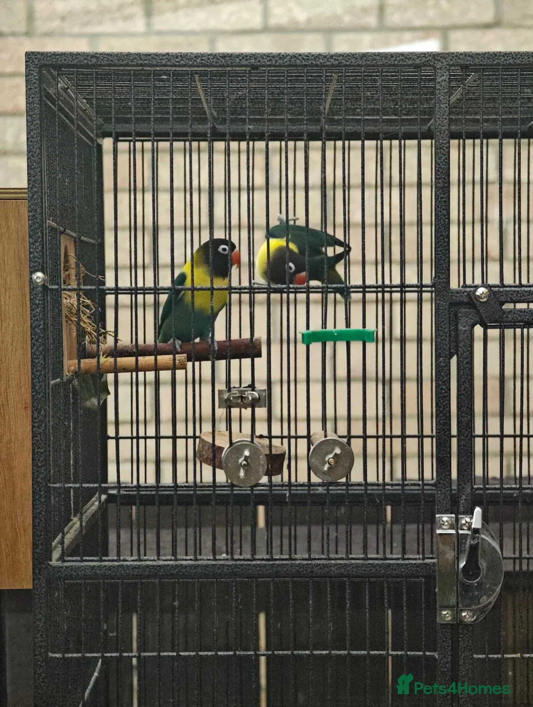 Lovebirds birds for sale: Breeding pair of lovebirds with DNA in Bury Saint Edmunds - Advert 4