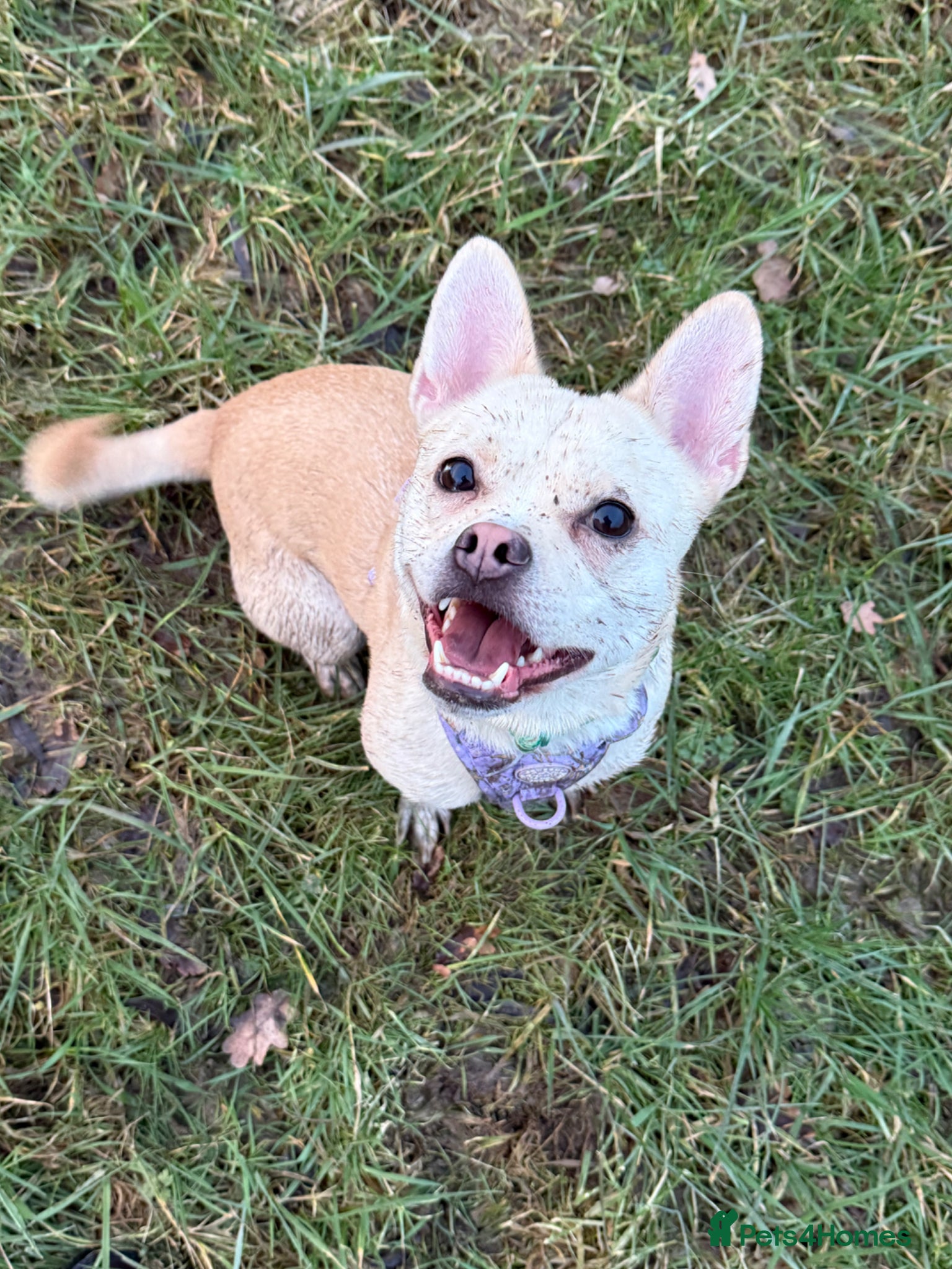 Mixed Breed dogs French Bulldog Cross  - Advert 1