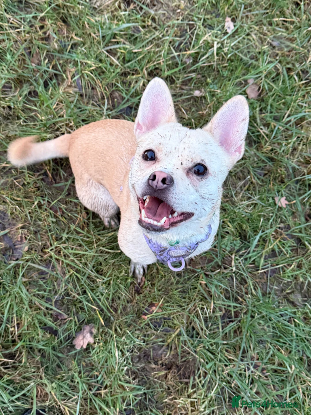 Mixed Breed dogs for sale: French Bulldog Cross  - Advert 1