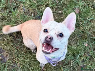 Mixed Breed dogs French Bulldog Cross - Advert 1