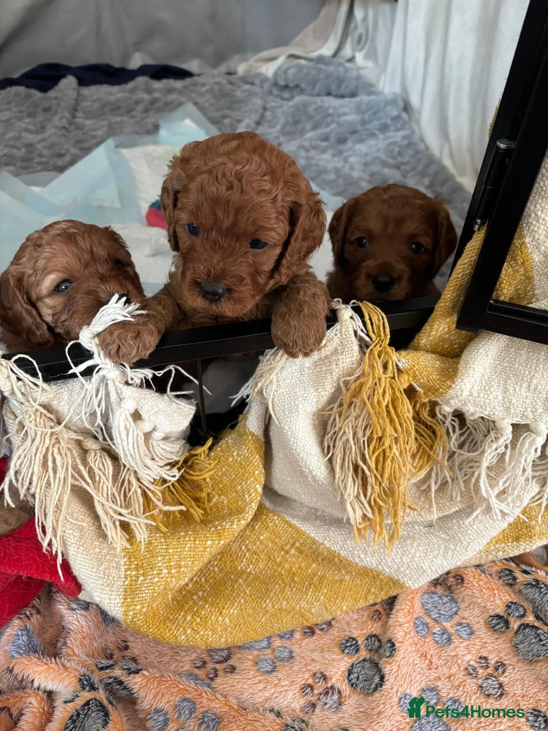 Cavapoo dogs for sale: KC Registered Parents 4 Girls 1 Boy - Advert 2