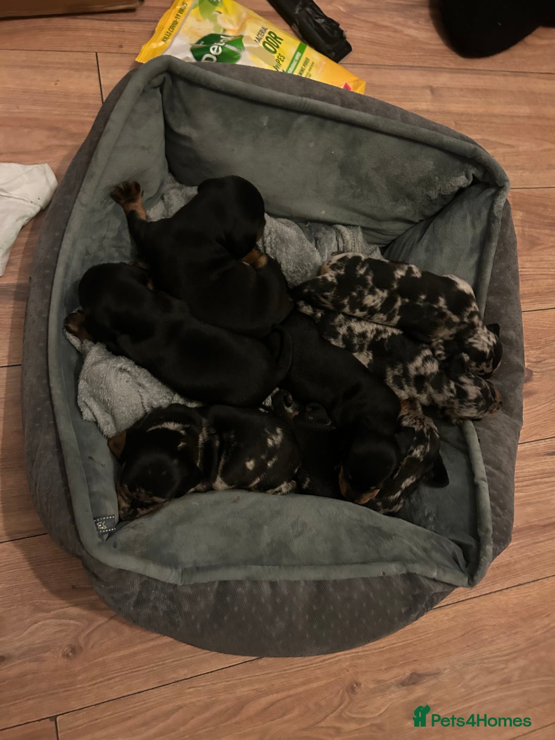 Miniature Dachshund dogs for sale: miniature dash hounds - Advert 5