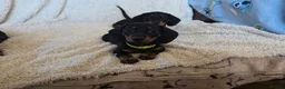 Dachshund dogs for sale: Six beautiful miniature smooth haired dachshunds - Advert 2