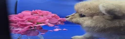 Pomeranian dogs for sale: Two Lovely Sable Purebred Pomeranian Puppies - Advert 16