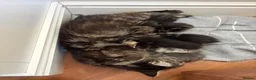 Maine Coon cats for sale: 1/2 Maine Coon Fluffy Tabby Kittens!  - Advert 8