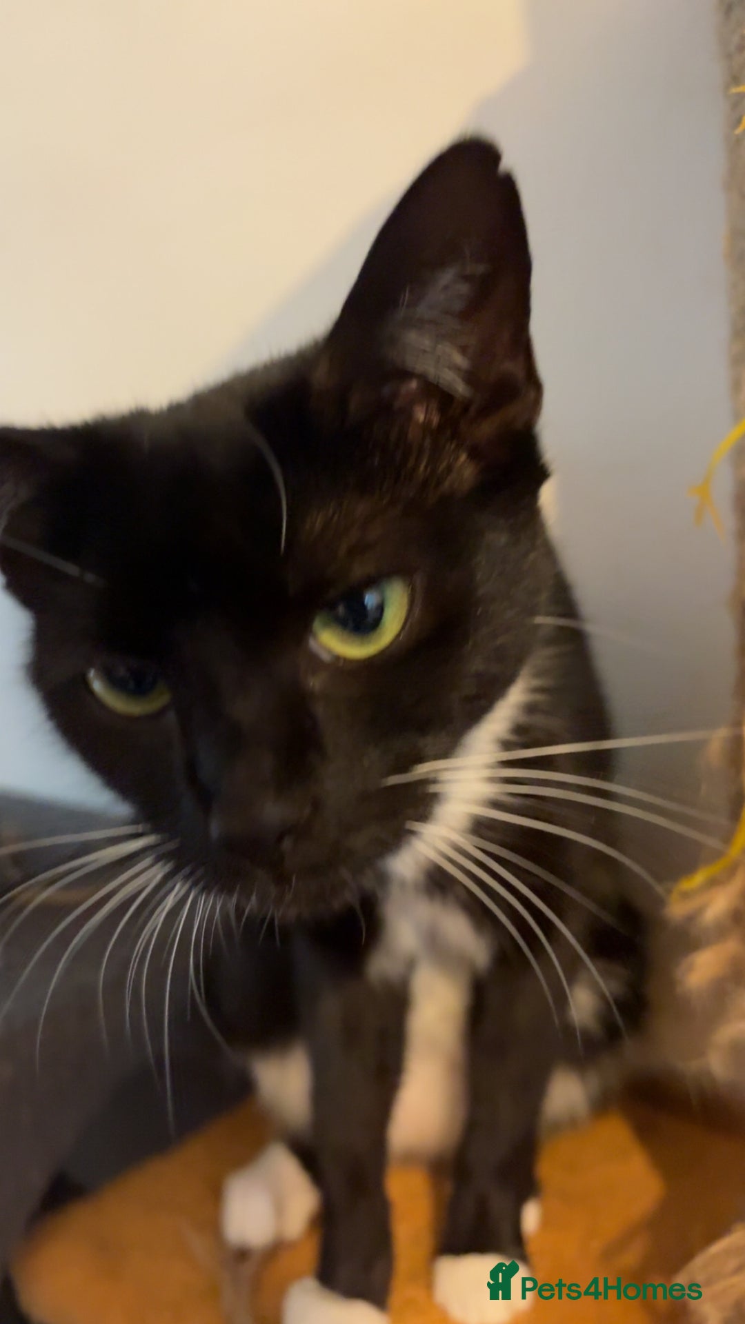 Domestic Shorthair cats for sale: Twix and twirl 🧡 - Image 7